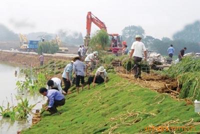 供应四季长青草坪丹麦草种子、台湾草种子、籽粒苋