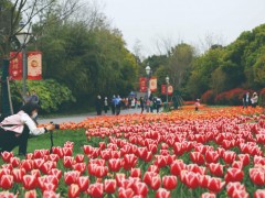 天气晴暖啬园景区各色郁金香怒放-南通泰州市人民政府