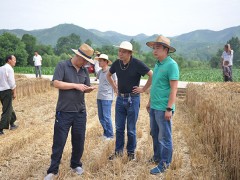 商洛：晋中市农业局副局长邵宝成反省我晋中市“三夏”义务展开情况