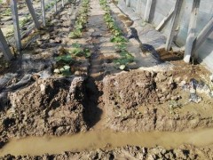 盐山农业局和农民一同停止灾后自救