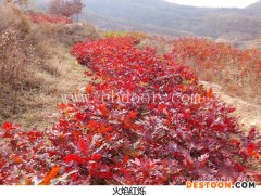 日照舜枫(图)-美国红橡树种植方法-美国红橡树