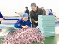 技术创新 引领玫瑰产业大发展