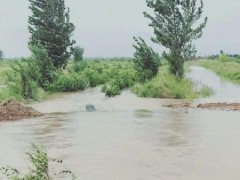 孟村农业局及时督导雨后农情