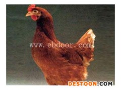 海兰褐鸡苗厂家-华帅青年鸡批发-阿拉善盟海兰褐鸡苗