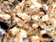 正宗孝感鸡苗-正宗孝感鸡苗电话-四强养殖(推荐商家)