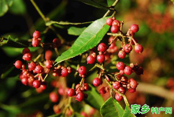 花椒 -青海西宁市特产