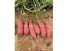 莱阳烤薯-烤薯招商-鑫泽源(推荐商家)