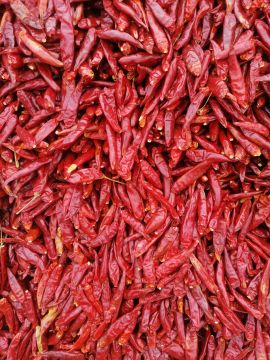 [供]坐标临颍 商丘辣椒基地