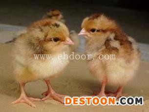 红玉鸡苗批发-济宁鸡苗批发-惠民禽业优质鸡苗