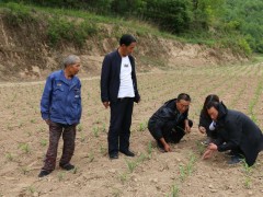 延安：富县：只需一个电话 技术效力到家门