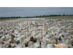 肉鹅苗养殖技术-内蒙古鹅苗-昌图鹅雏孵化厂(查看)