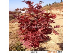 火焰红栎小苗-贵州红栎小苗-日照舜枫农林(查看)