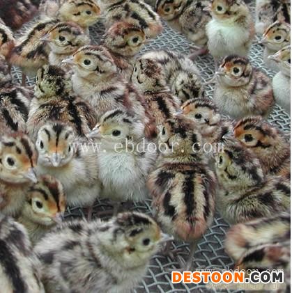 贵妃鸡苗批发-惠民禽业公司-广东鸡苗批发