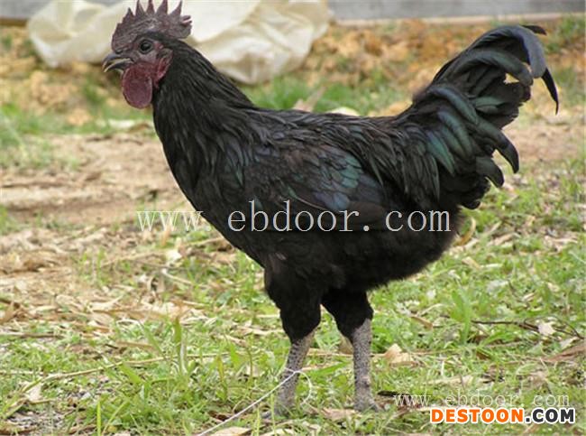 聊城鸡苗批发-竹丝鸡苗批发-惠民禽业(推荐商家)