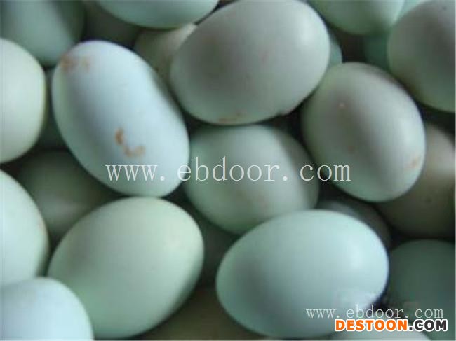 贵妃鸡苗批发-鸡苗批发-惠民禽业公司