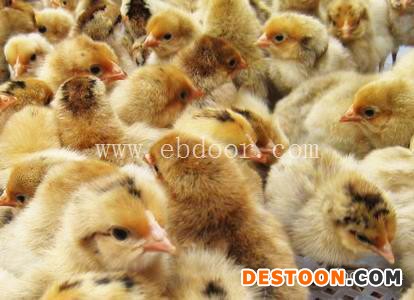 广州惠民禽业(图)-珍珠鸡苗批发-青岛鸡苗批发