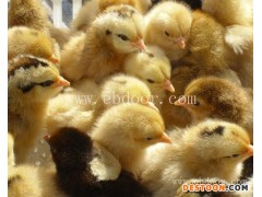 黄麻鸡苗批发-南宁鸡苗批发-广州惠民禽业(查看)