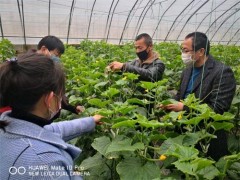 合阳：县设备中心抓好春季蔬菜消费 确保“菜篮子”稳产保供