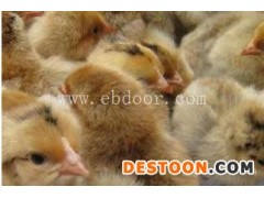 鸡苗供应商-合肥鸡苗-安徽牧翔禽业(查看)