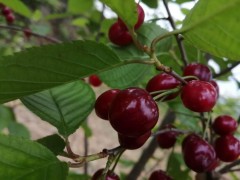 晋中市经作站农技人员处置樱桃产品成熟渡过高、出现果蝇成果