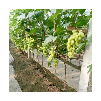 [供]饶阳维多利亚葡萄大量上市，欢迎采购。