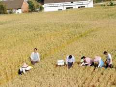 商洛：商南农业农村局四项举措力促丰产增收