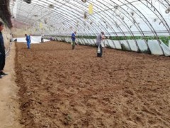 甘泉：推行运用新技术为蔬菜产业展开助力