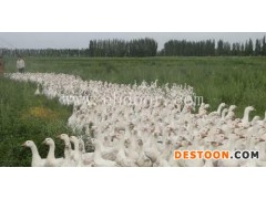 莱茵鹅雏价格-鹅雏孵化厂-山东鹅雏