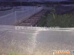 云南青蛙养殖-半亩田有限责任公司-青蛙养殖公司