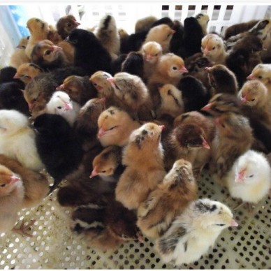 鸡苗，蛋鸡苗，鸭苗