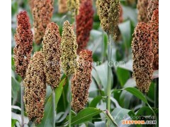 常年求购高粱-求购高粱-汉光农业有限公司(查看)