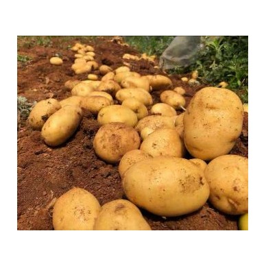 [供]荷兰十五土豆新鲜上市欢迎收购没有中间商赚差价