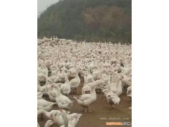 北京鹅苗-皖西鹅苗基地-鹅雏孵化厂(推荐商家)