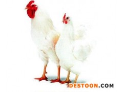 海兰褐鸡苗厂家-海兰褐鸡苗-华帅青年鸡就是好(查看)