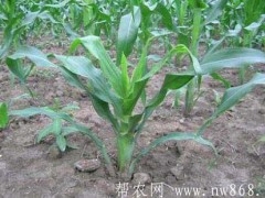 种植与减产：养分钵矮化玉米高产技术