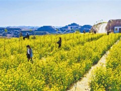榆林：春满塞上 油菜花开