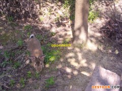 西安农村特种养殖供应