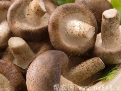 种植办法：如何进步香菇产量