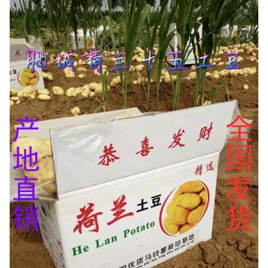 [供]山东土豆，荷兰十五土豆基地大量供应全年有货