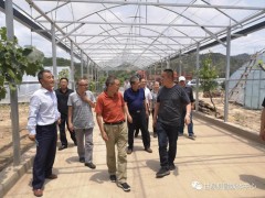 甘泉：陕西省老科协调研我县葡萄种植产业