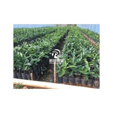 [供]泰国红宝石青柚苗，公司取种纯正，是脱毒苗，根系发达