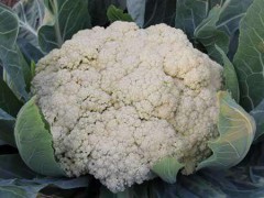 炒福建松花菜时，到底要不要先焯水？