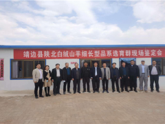 榆林：靖边县陕北白绒山羊细长绒型品系选育群现场鉴定会召开