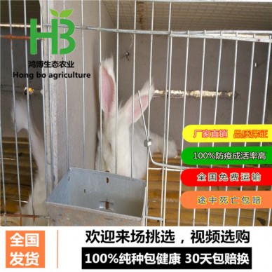 河北肉兔养殖市场、肉兔养殖经济效益、鸿博兔业