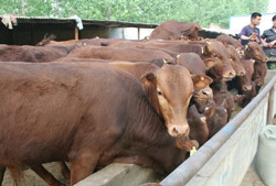 20头牛广西鲁西黄牛养殖场 鲁西黄牛养殖基地 鲁西黄牛厂家