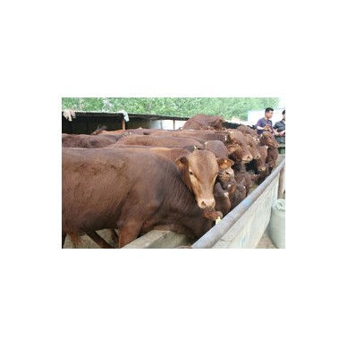 20头牛广西鲁西黄牛养殖场 鲁西黄牛养殖基地 鲁西黄牛厂家