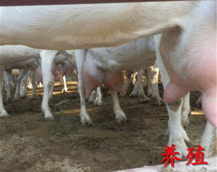 辽宁羊羔_辽宁羊羔价格_优质辽宁羊羔批发