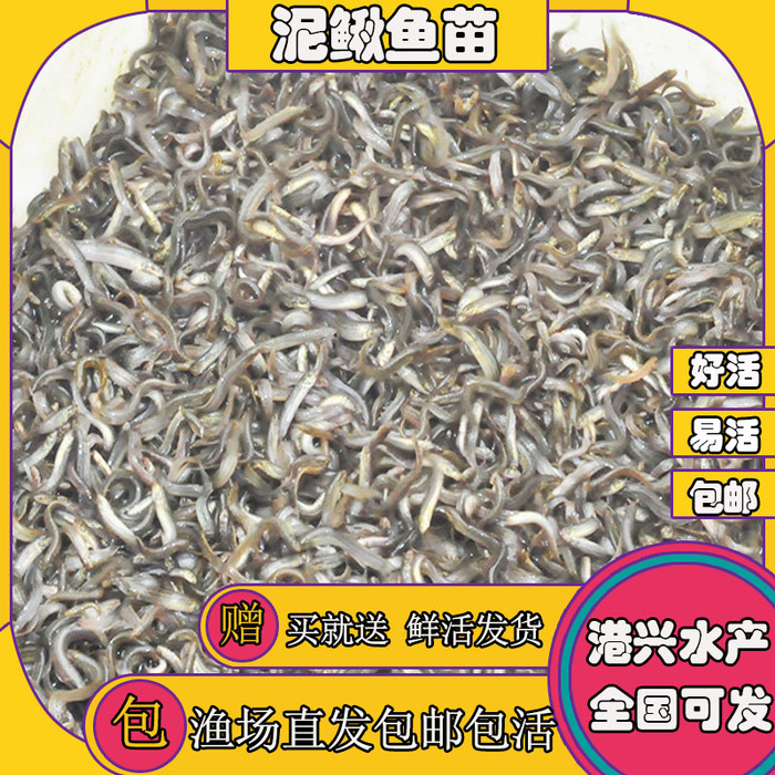 6.18活体台湾泥鳅苗 三黄泥鳅苗 本地泥鳅苗 抗病能力强 锦鲤鱼苗批发 淡水鲳鱼苗出售