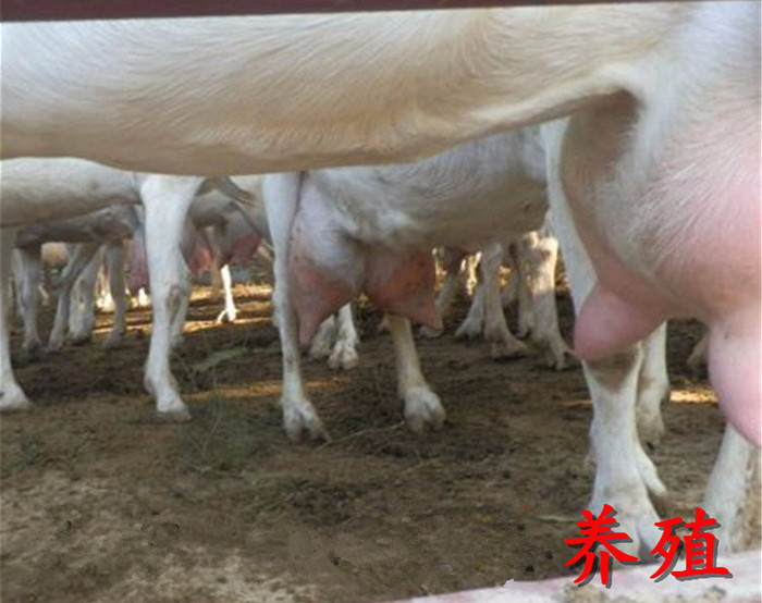 纯种萨能奶山羊日产10斤羊奶 奶山羊价格