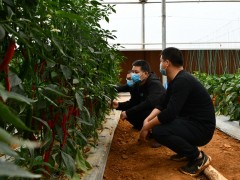 王锦兵到平桂区羊头镇中红村展开疫情防控和春耕备耕调研_贺州晋中市农业农村局网站